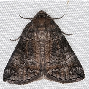 Dysbatus singularis at Melba, ACT - 14 Jan 2025