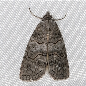 Calathusa sp nr dispila at Melba, ACT - 14 Jan 2025 11:28 PM