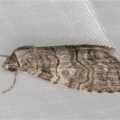 Calathusa sp nr dispila at Melba, ACT - 14 Jan 2025 11:28 PM