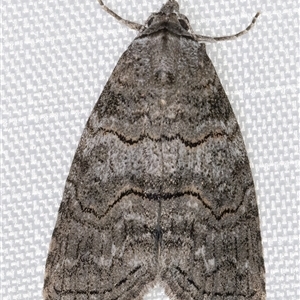 Calathusa sp nr dispila at Melba, ACT - 14 Jan 2025 11:28 PM