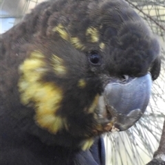 Calyptorhynchus lathami lathami (Glossy Black-Cockatoo) at Tallong, NSW - 22 Jun 2022 by GITM3