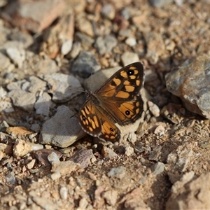 Geitoneura klugii (Marbled Xenica) at Cotter River, ACT by Csteele4