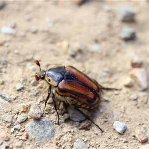 Chondropyga gulosa at Cotter River, ACT - 18 Jan 2025 05:18 PM