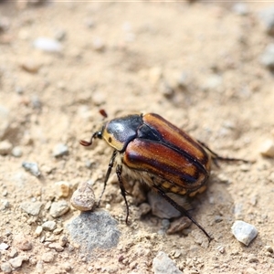 Chondropyga gulosa at Cotter River, ACT - 18 Jan 2025 05:18 PM