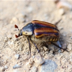 Chondropyga gulosa at Cotter River, ACT - 18 Jan 2025 05:18 PM