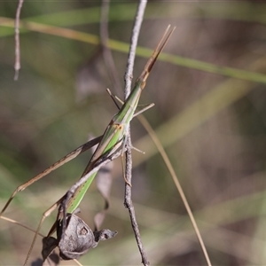 Acrida conica (Giant green slantface) at Cotter River, ACT by Csteele4