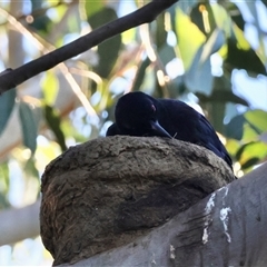 Corcorax melanorhamphos (White-winged Chough) at Hughes, ACT - 18 Jan 2025 by LisaH