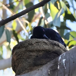 Corcorax melanorhamphos at Hughes, ACT - 18 Jan 2025 07:15 PM