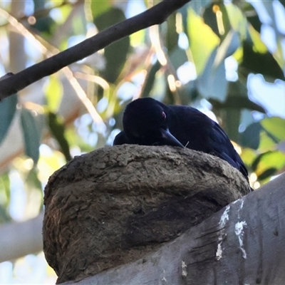 Corcorax melanorhamphos (White-winged Chough) at Hughes, ACT - 18 Jan 2025 by LisaH