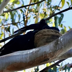 Corcorax melanorhamphos at Hughes, ACT - 18 Jan 2025 07:15 PM