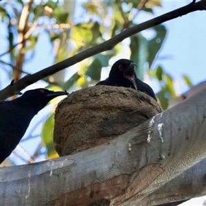 Corcorax melanorhamphos at Hughes, ACT - 18 Jan 2025 07:15 PM