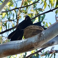 Corcorax melanorhamphos at Hughes, ACT - 18 Jan 2025 07:15 PM