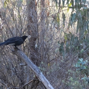 Corcorax melanorhamphos at Hughes, ACT - 18 Jan 2025 07:15 PM