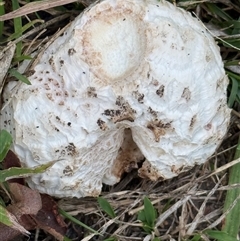 Unidentified Fungus at Lyons, ACT - 18 Jan 2025 by ran452