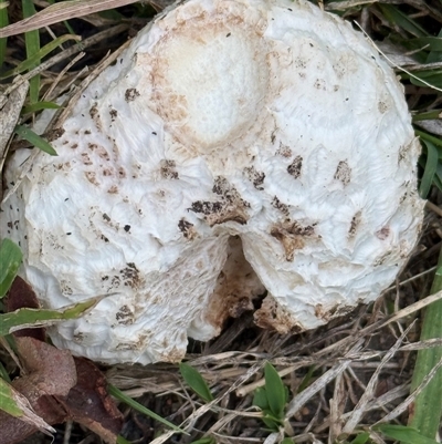 Unidentified Fungus at Lyons, ACT - 18 Jan 2025 by ran452