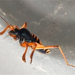 Ectomocoris patricius (Ground assassin bug) at Kungala, NSW - 19 Jan 2025 by donnanchris