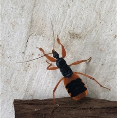 Ectomocoris patricius at Kungala, NSW - 19 Jan 2025 10:08 AM