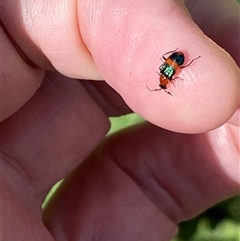 Dicranolaius bellulus (Red and Blue Pollen Beetle) at Wandoan, QLD - 18 Jan 2025 by arc10ben