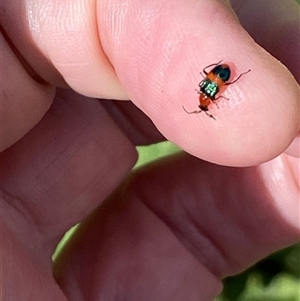 Dicranolaius bellulus (Red and Blue Pollen Beetle) at Wandoan, QLD by arc10ben