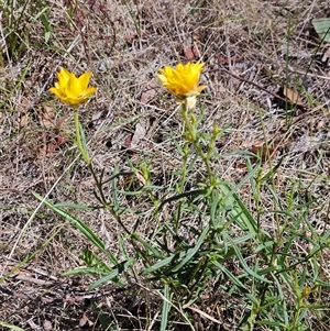 Xerochrysum viscosum at Hawker, ACT - 18 Jan 2025 11:26 AM