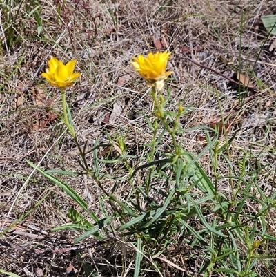 Xerochrysum viscosum (Sticky Everlasting) at Hawker, ACT - 18 Jan 2025 by sangio7