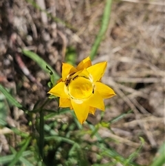 Xerochrysum viscosum at Hawker, ACT - 18 Jan 2025 11:26 AM