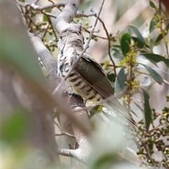 Chrysococcyx lucidus at Rendezvous Creek, ACT - 18 Jan 2025 by JimL