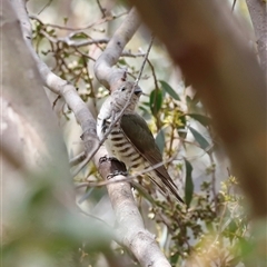 Chrysococcyx lucidus at Rendezvous Creek, ACT - 18 Jan 2025 01:14 PM