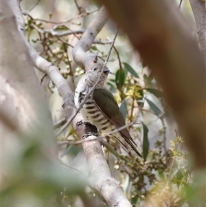 Chrysococcyx lucidus at Rendezvous Creek, ACT - 18 Jan 2025 01:14 PM