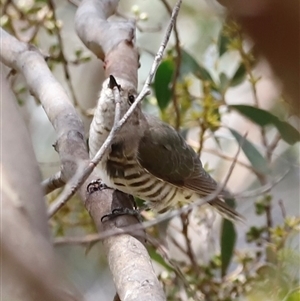 Chrysococcyx lucidus at Rendezvous Creek, ACT - 18 Jan 2025 01:14 PM