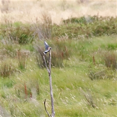 Artamus cyanopterus (Dusky Woodswallow) at Rendezvous Creek, ACT - 18 Jan 2025 by JimL