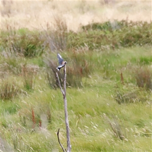 Artamus cyanopterus (Dusky Woodswallow) at Rendezvous Creek, ACT by JimL