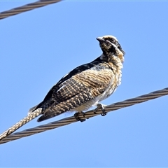 Eudynamys orientalis (Pacific Koel) at Evatt, ACT - 19 Jan 2025 by Thurstan