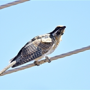 Eudynamys orientalis at Evatt, ACT - 19 Jan 2025 10:27 AM