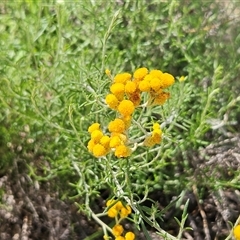 Chrysocephalum semipapposum (Clustered Everlasting) at Hawker, ACT - 18 Jan 2025 by sangio7