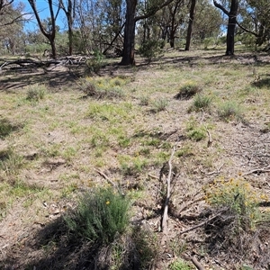 Chrysocephalum semipapposum at Hawker, ACT - 18 Jan 2025