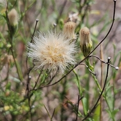 Vittadinia cuneata var. cuneata (Fuzzy New Holland Daisy) at Hawker, ACT - 18 Jan 2025 by sangio7