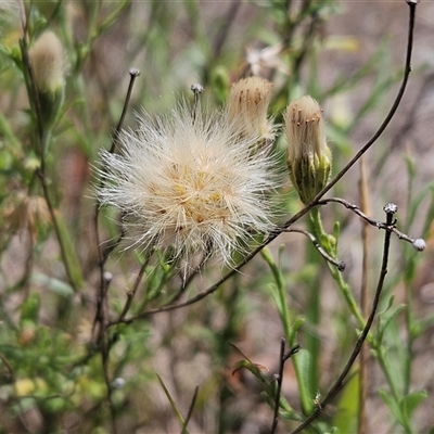 Vittadinia cuneata var. cuneata at Hawker, ACT - 18 Jan 2025 by sangio7