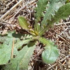 Hypochaeris radicata (Cat's Ear, Flatweed) at Griffith, ACT - 19 Jan 2025 by SRoss