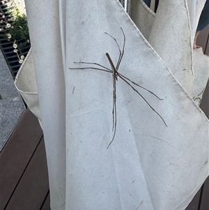 Asianopis subrufa (Rufous net-casting spider) at Upwey, VIC by McGuckian