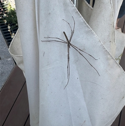 Asianopis subrufa (Rufous net-casting spider) at Upwey, VIC - 19 Jan 2025 by McGuckian