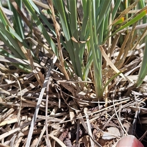 Lomandra bracteata at Hawker, ACT - 18 Jan 2025 11:34 AM