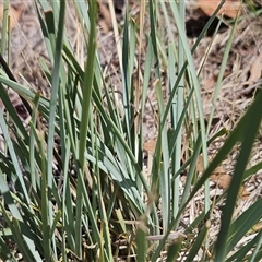 Lomandra bracteata at Hawker, ACT - 18 Jan 2025 11:34 AM