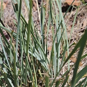 Lomandra bracteata at Hawker, ACT - 18 Jan 2025 11:34 AM