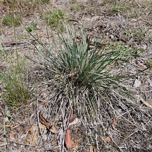 Lomandra bracteata at Hawker, ACT - 18 Jan 2025 11:34 AM