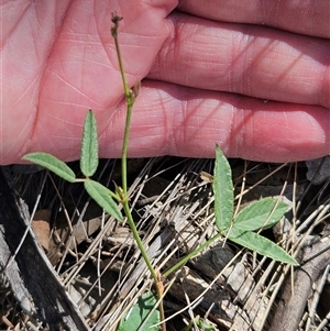 Grona varians at Hawker, ACT - 18 Jan 2025 11:39 AM