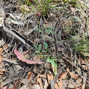 Grona varians at Hawker, ACT - 18 Jan 2025 11:39 AM