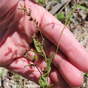 Glycine tabacina at Hawker, ACT - 18 Jan 2025