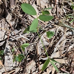 Glycine tabacina at Hawker, ACT - 18 Jan 2025