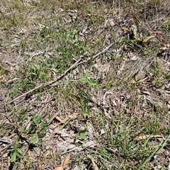 Glycine tabacina at Hawker, ACT - 18 Jan 2025 11:47 AM